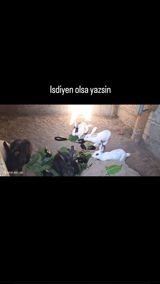 Dosanar satliri isdiyen elaqe vacap biri 5 azn — Digər heyvanlar