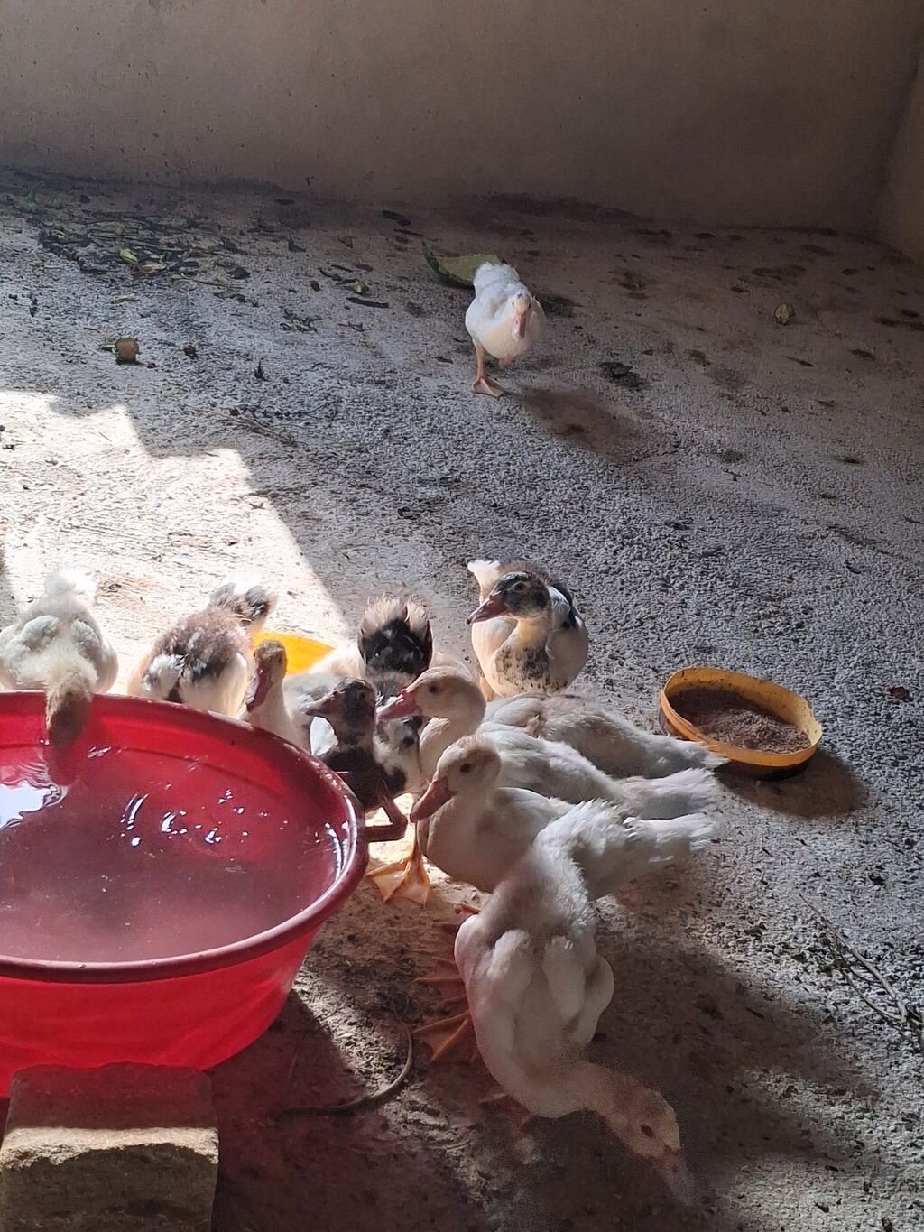 Satılır ördək balaları. Şəkillərdə bir neçə ədəd gənc ördək balası