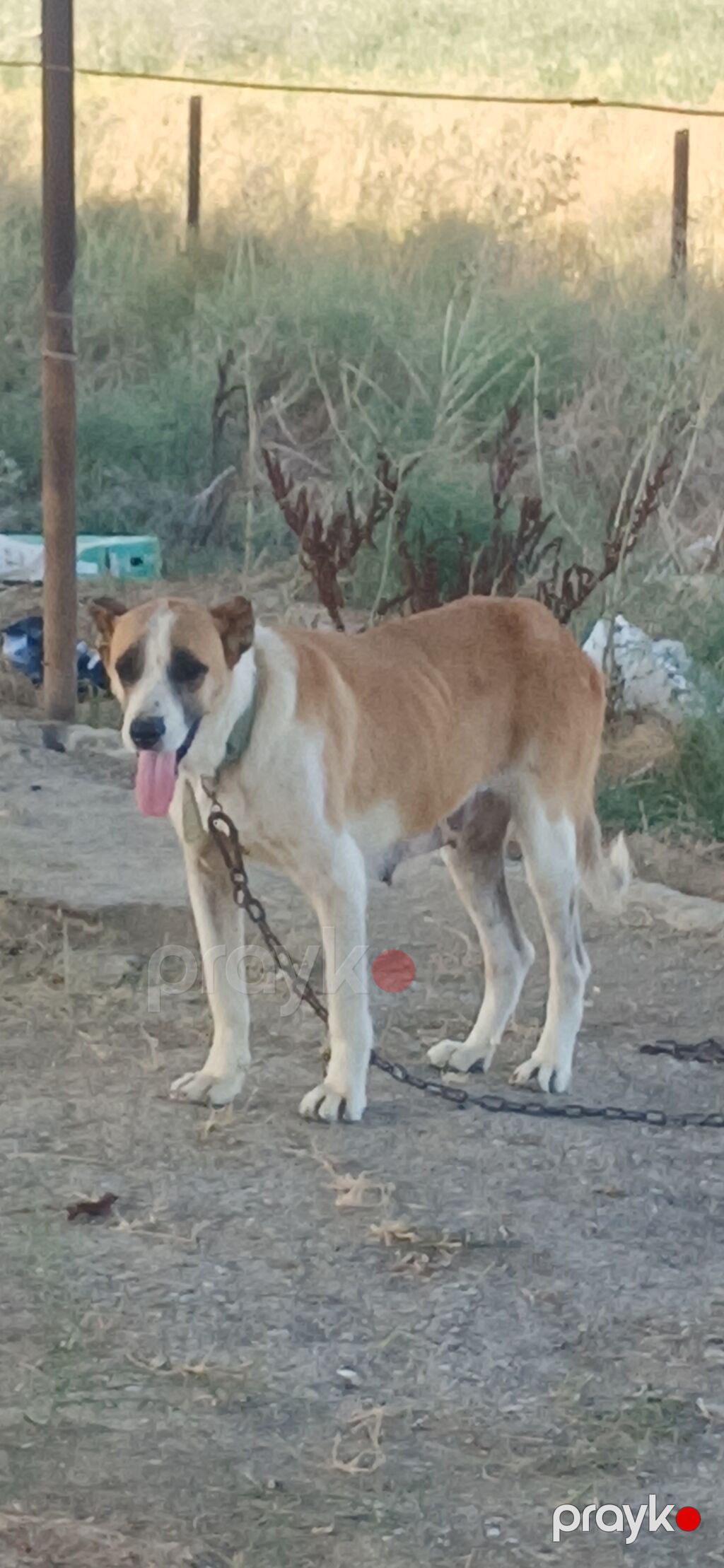 Qurdbasar, 2 il, Dişi, Peyvəndli, Rayonlara çatdırılma — Heyvanlar, Digah (3)
