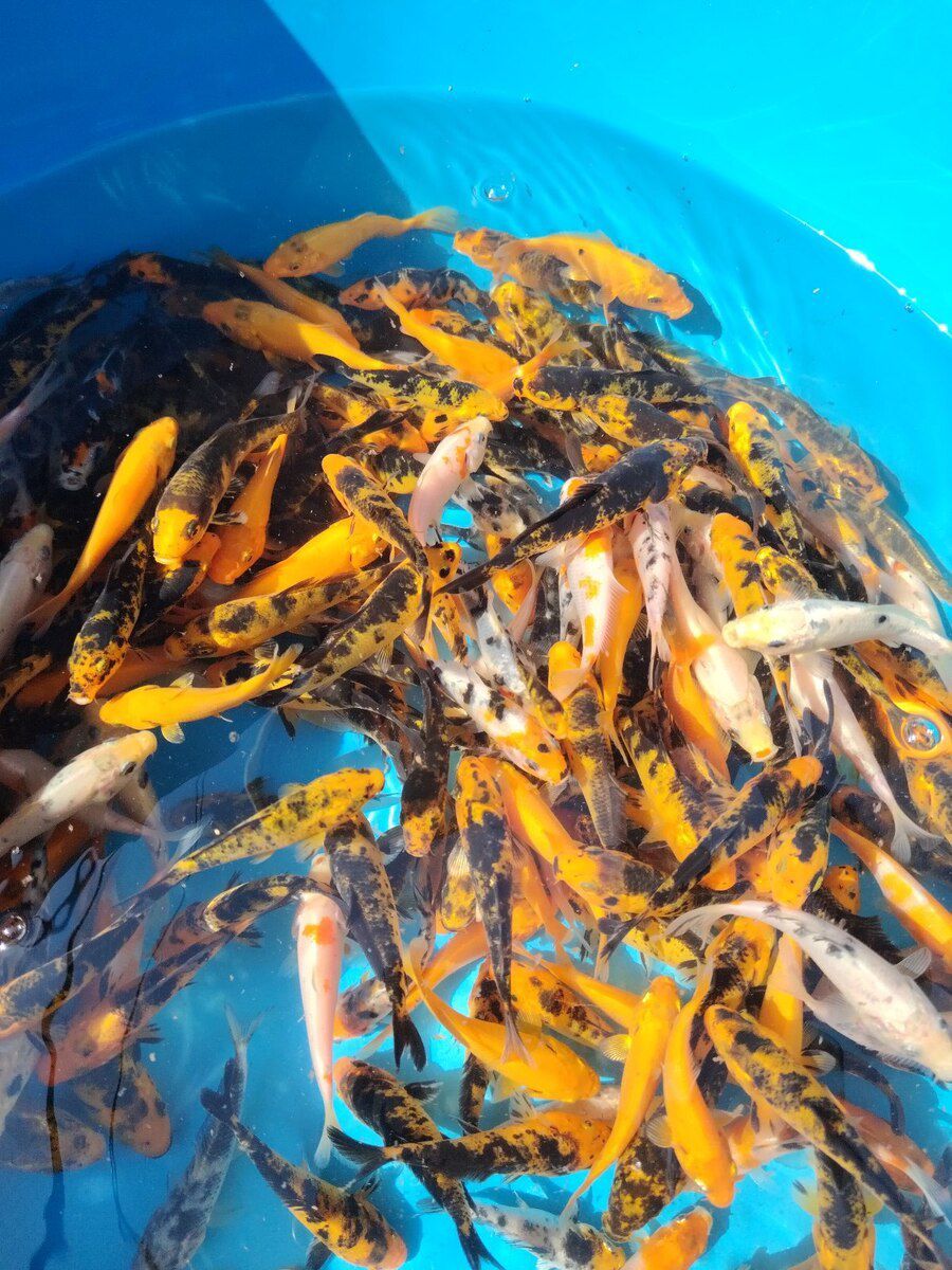 Koi balıqları — Akvariumlar və balıqlar, Bakı