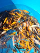 Koi balıqları — Аквариумы и рыбы