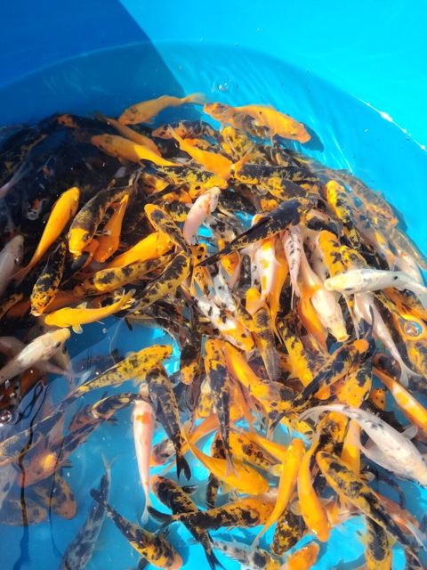 Koi balıqları