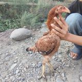 Qartal cinsi heyrəti fərəsi — 4,5 aylıq, sağlam — Chickens and roosters