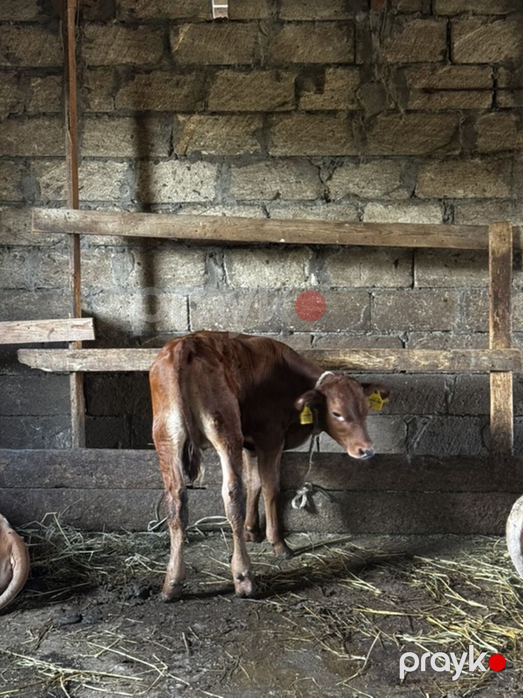 Təmiz erkək anqus dana satılır. 2 ayın içindədir. Süni mayalanmadan — Heyvanlar, Sumqayıt (8)