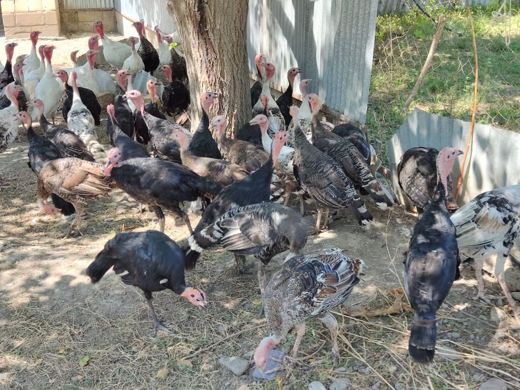 Erkək, Kanada, Ətlik, Ödənişli çatdırılma — Heyvanlar, Bərdə (4)