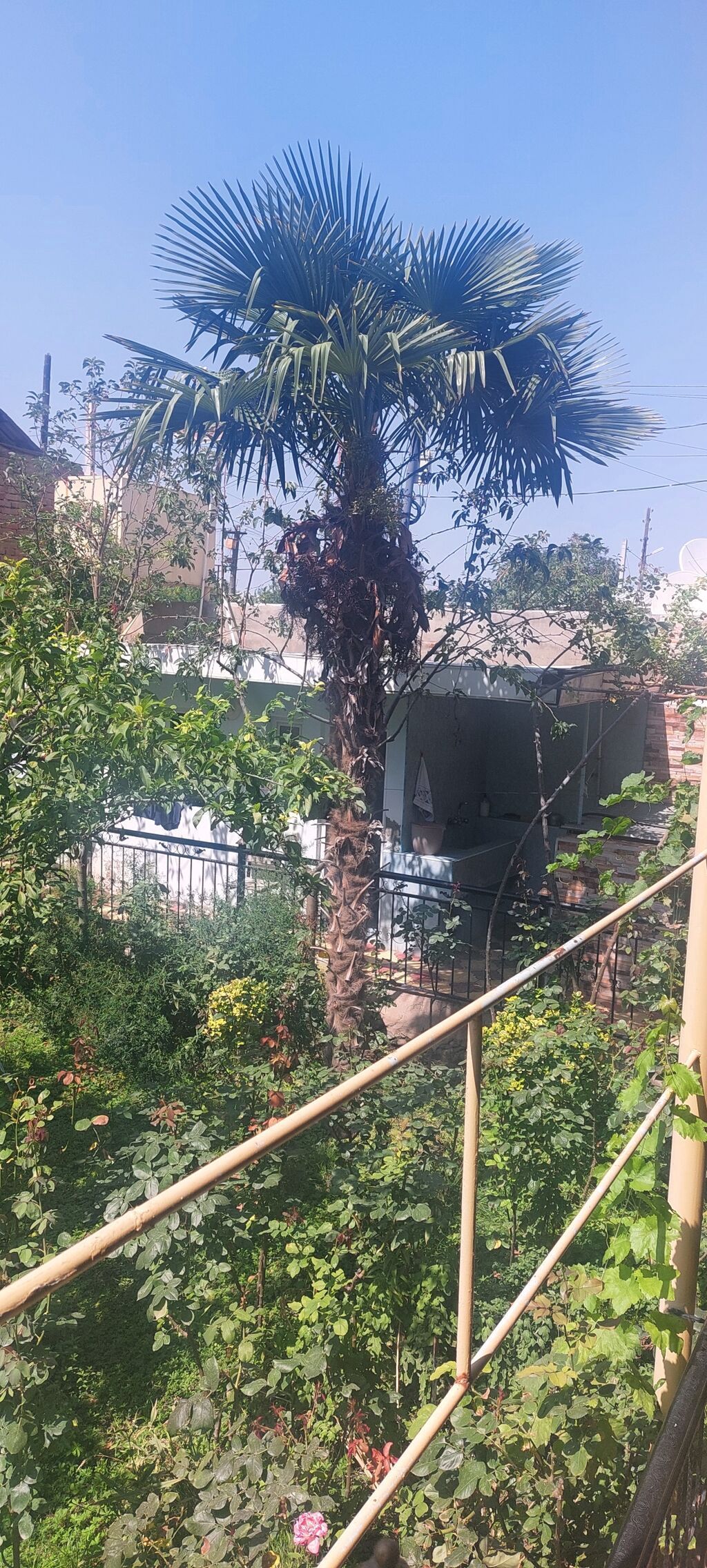 Satılır: Hündür dekorativ palma ağacı (Trachycarpus fortunei – külək — Bitkilər, Gəncə