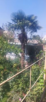 Satılır: Hündür dekorativ palma ağacı (Trachycarpus fortunei – külək — Bitkilər