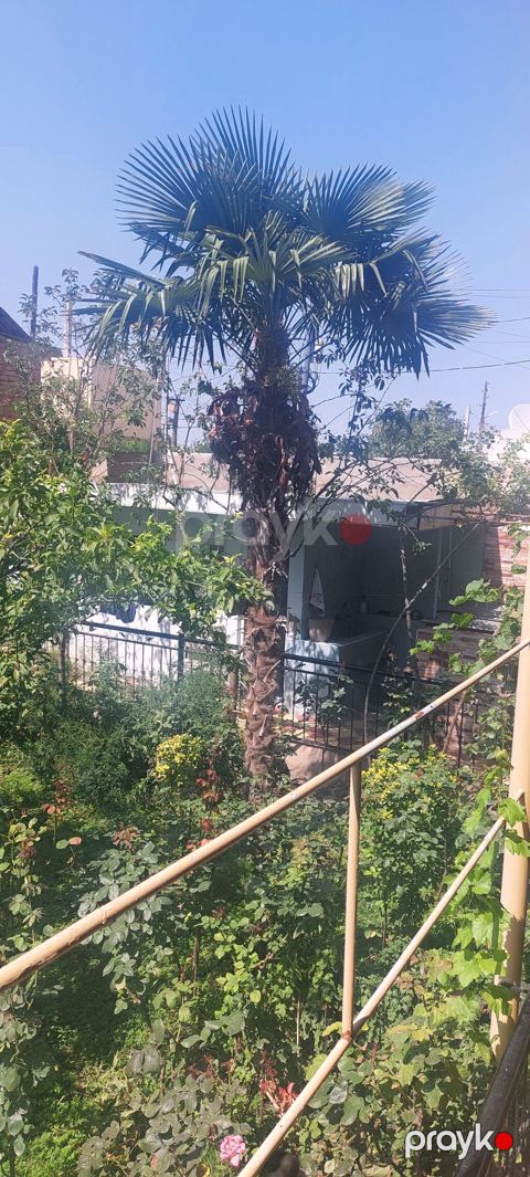 Satılır: Hündür dekorativ palma ağacı (Trachycarpus fortunei – külək