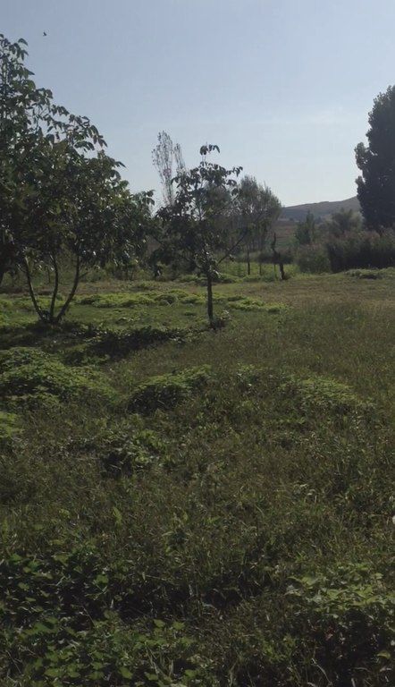 Satılır torpaq 46 sot — Torpaq, Şamaxı (6)