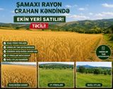 Kənd təsərrüfatı — Участок