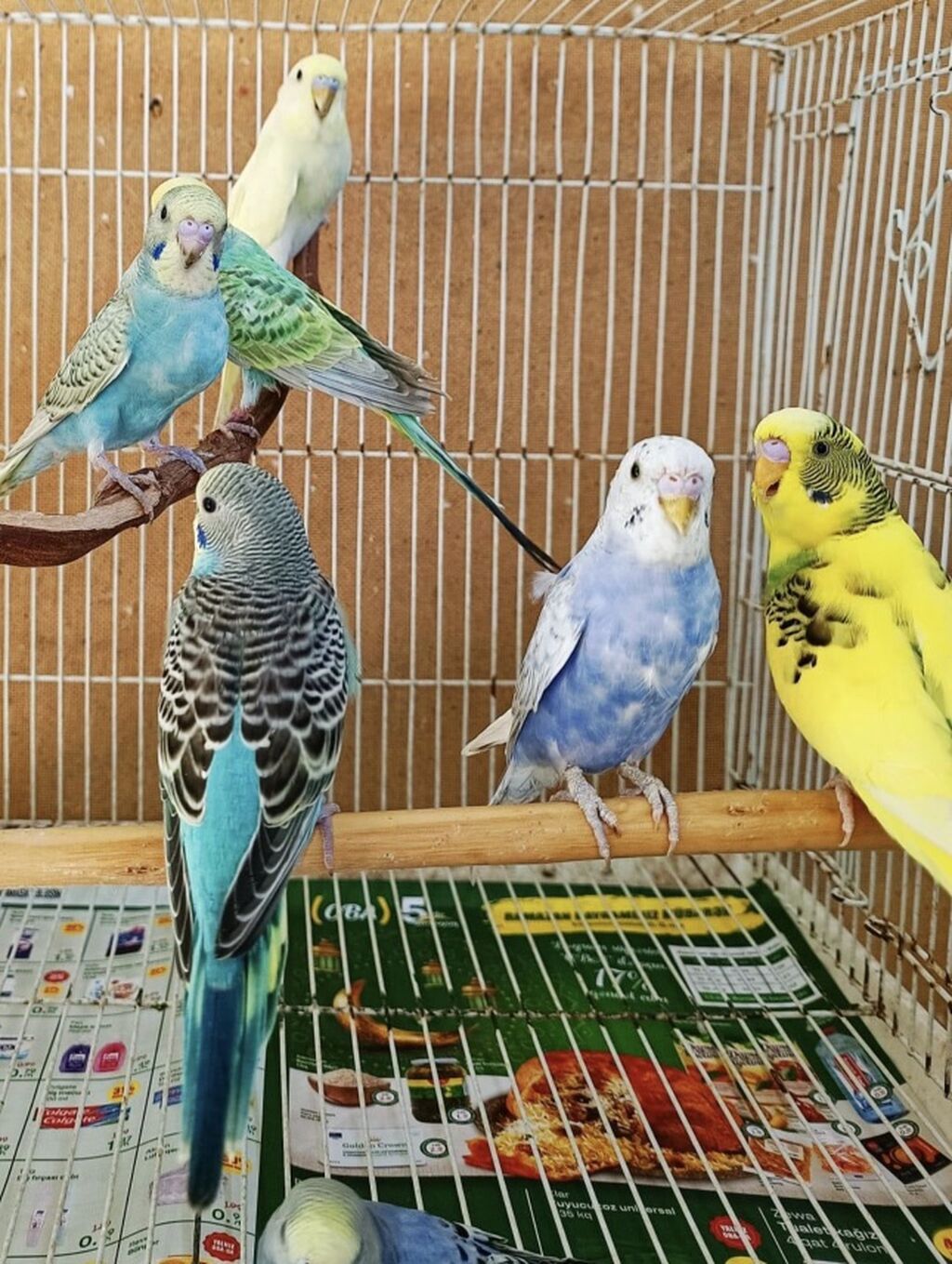 Məhsul: Dalğalı papuqaylar (budgerigar) Xüsusiyyətlər: - Rəng — Quşlar, Sumqayıt (3)