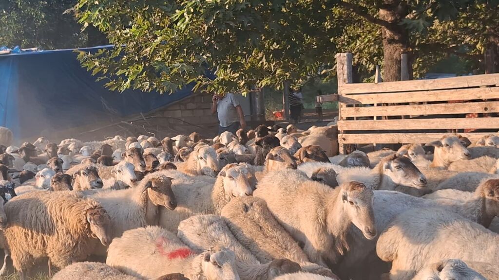 Qoyun sürüsü – ətlik və damazlıq üçün - Növ: yerli qarışıq — Heyvanlar, Yevlax (2)