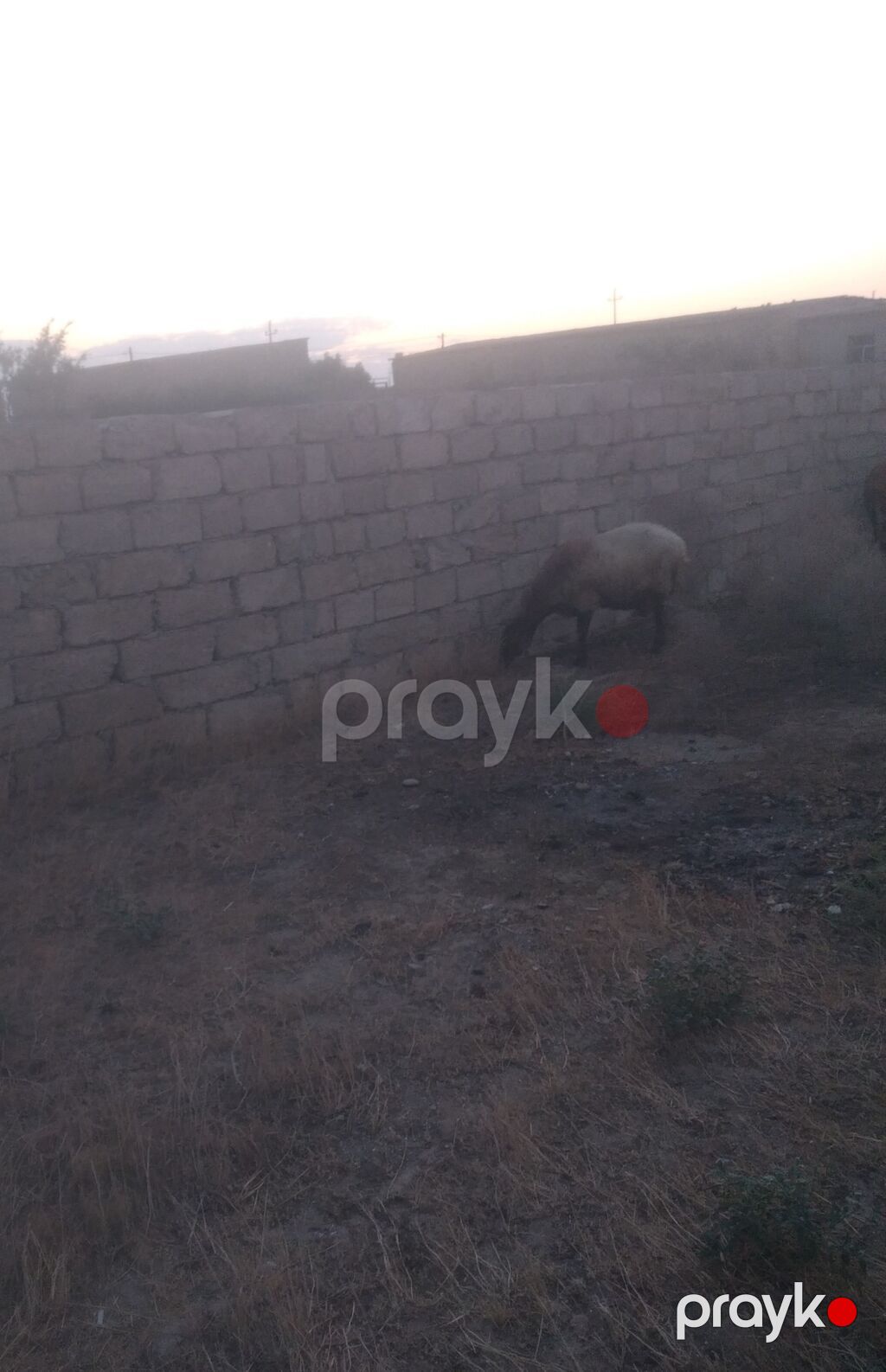 Dişi, Qala, il: 2, 55 kq, Damazlıq, Südlük, Ətlik, Ünvandan götürmə — Kənd təsərrüfatı heyvanları, Bakı (3)