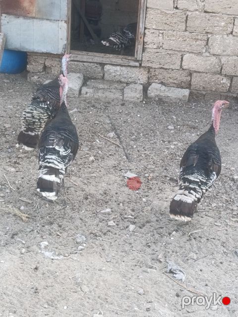 Salam tam sağalm heyvalınları Di Bronza Cinsi peyvəndəlir vurulub 2