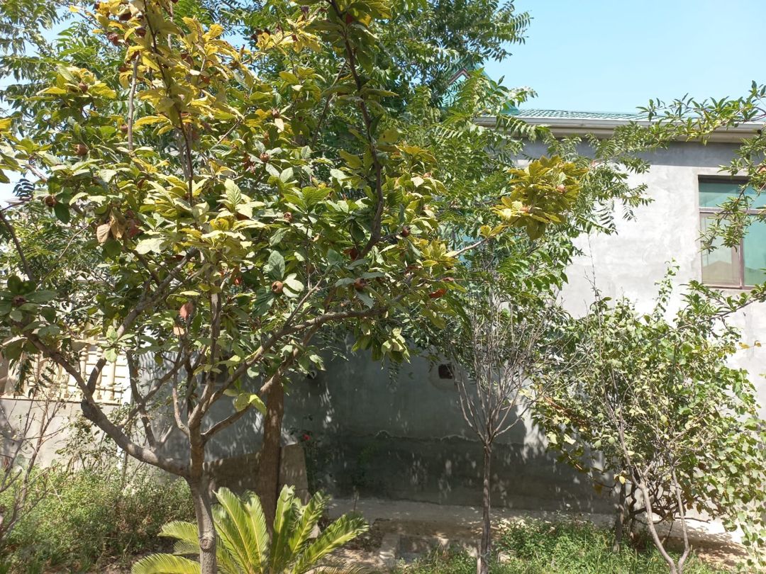 Həyət evi, Binə qəs. — Daşınmaz əmlak, Bakı (2)