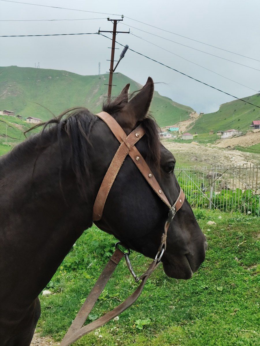 At — Atlar, Qusar (4)