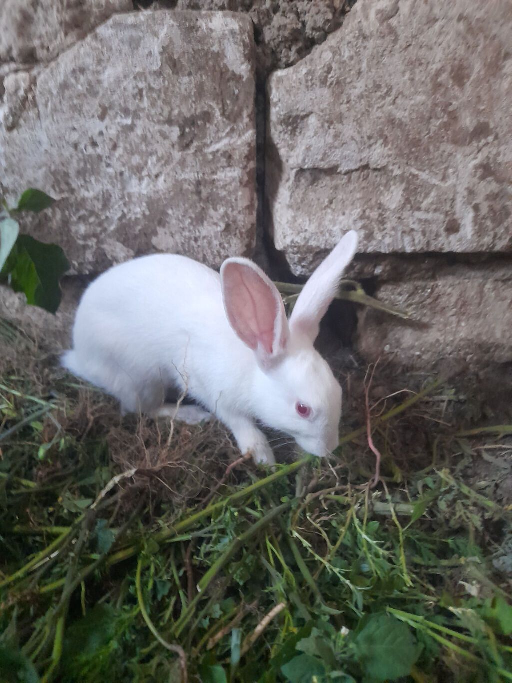 3 adet erkek dovşan təcili satılır