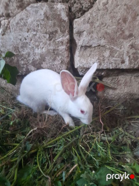 3 adet erkek dovşan təcili satılır — Gəncə