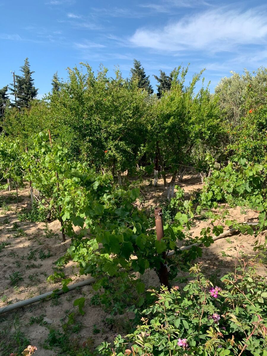 Satılır torpaq 12 sot — Torpaq, Bakı (10)