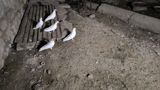 2 xoruz və 3 fərə satılır — 1 ədədi 5 manat — Chickens and roosters
