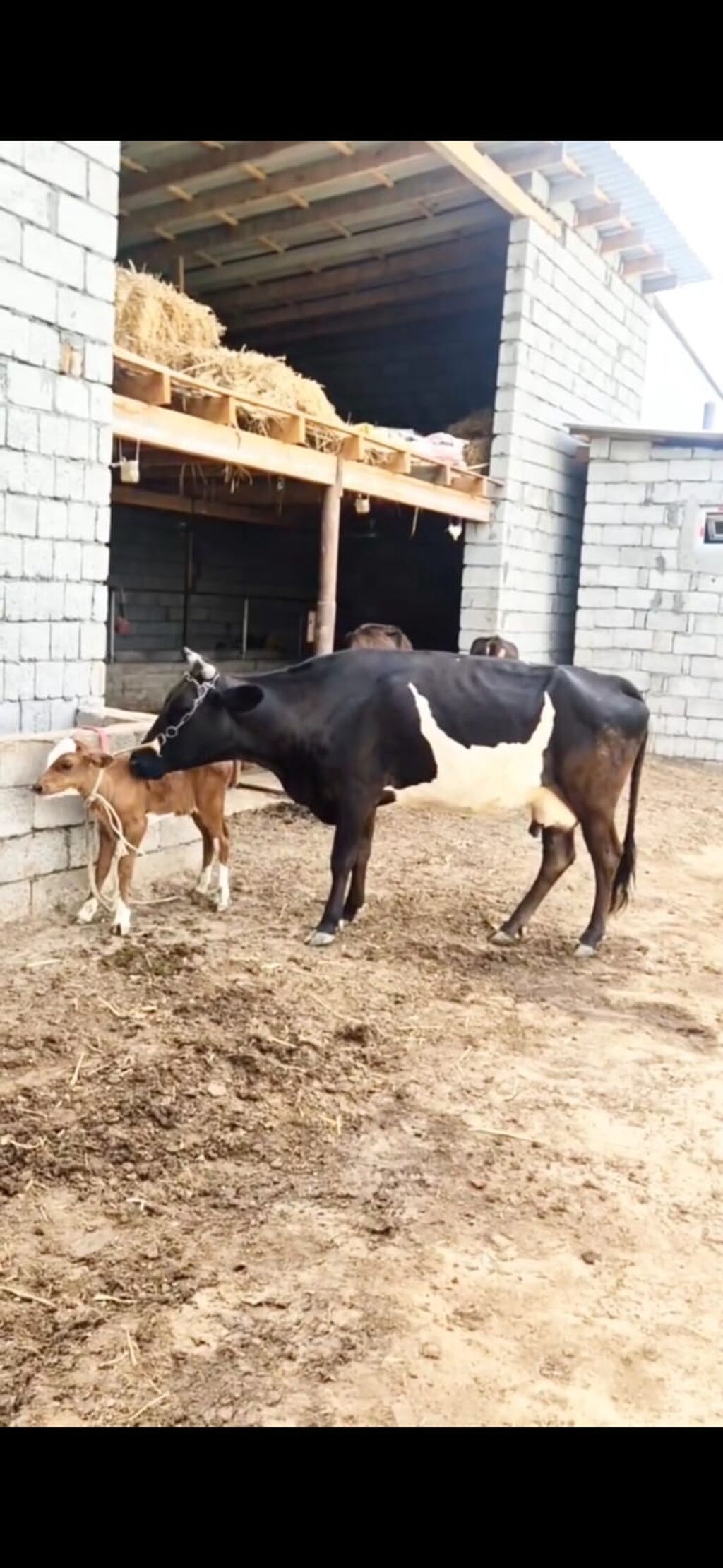 Satılır inək və yanında bala. Qara-ağ rəngli, süd istiqamətli