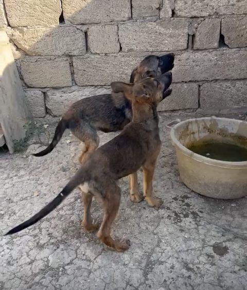Alman çoban iti, 3 ay, Erkək, Peyvəndli