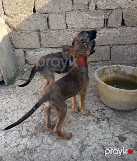 Alman çoban iti, 3 ay, Erkək, Peyvəndli