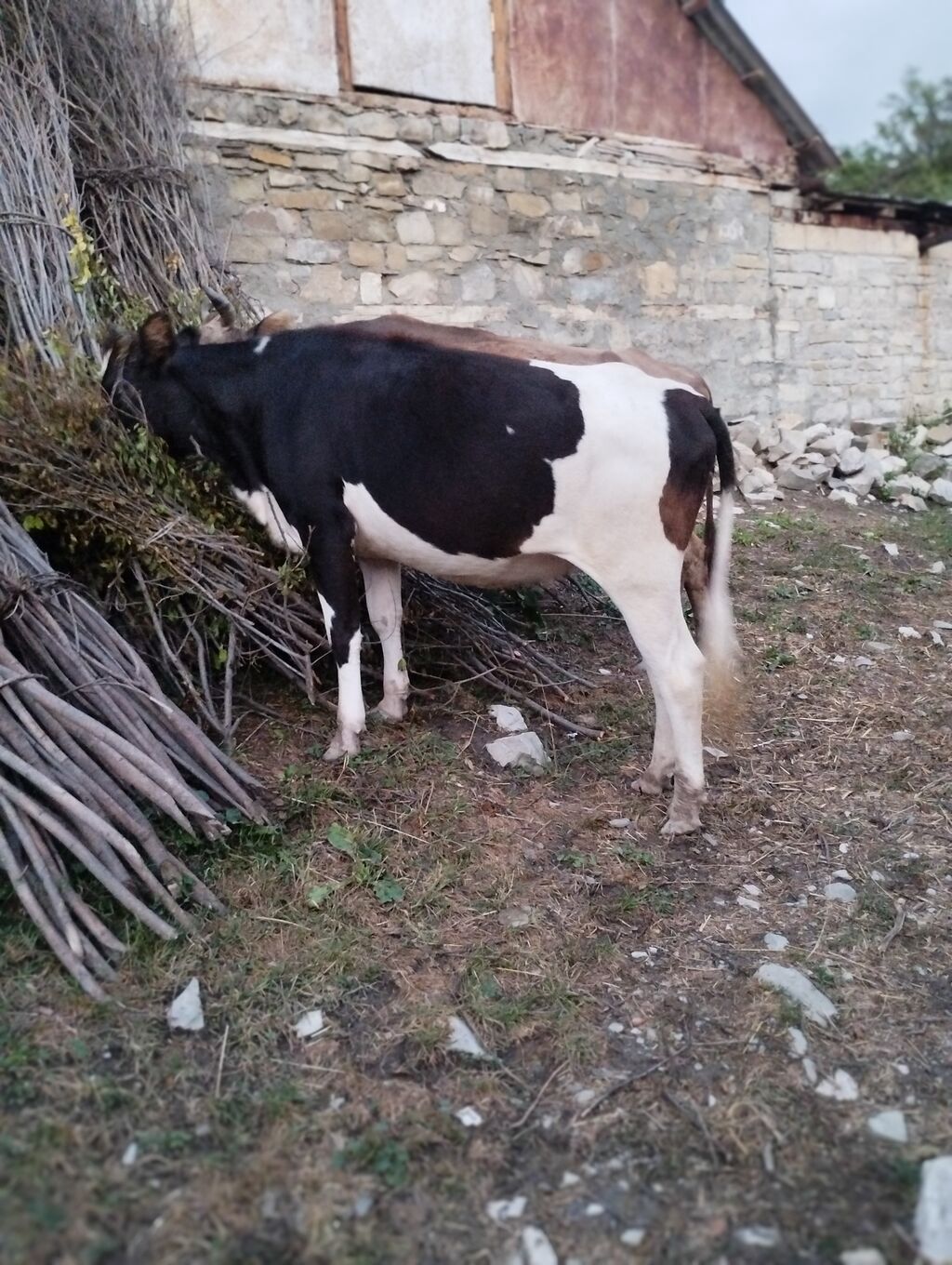 Dana, buzov, Erkək, Holsteyn, ay: 12, Damazlıq — Heyvanlar, İsmayıllı (7)