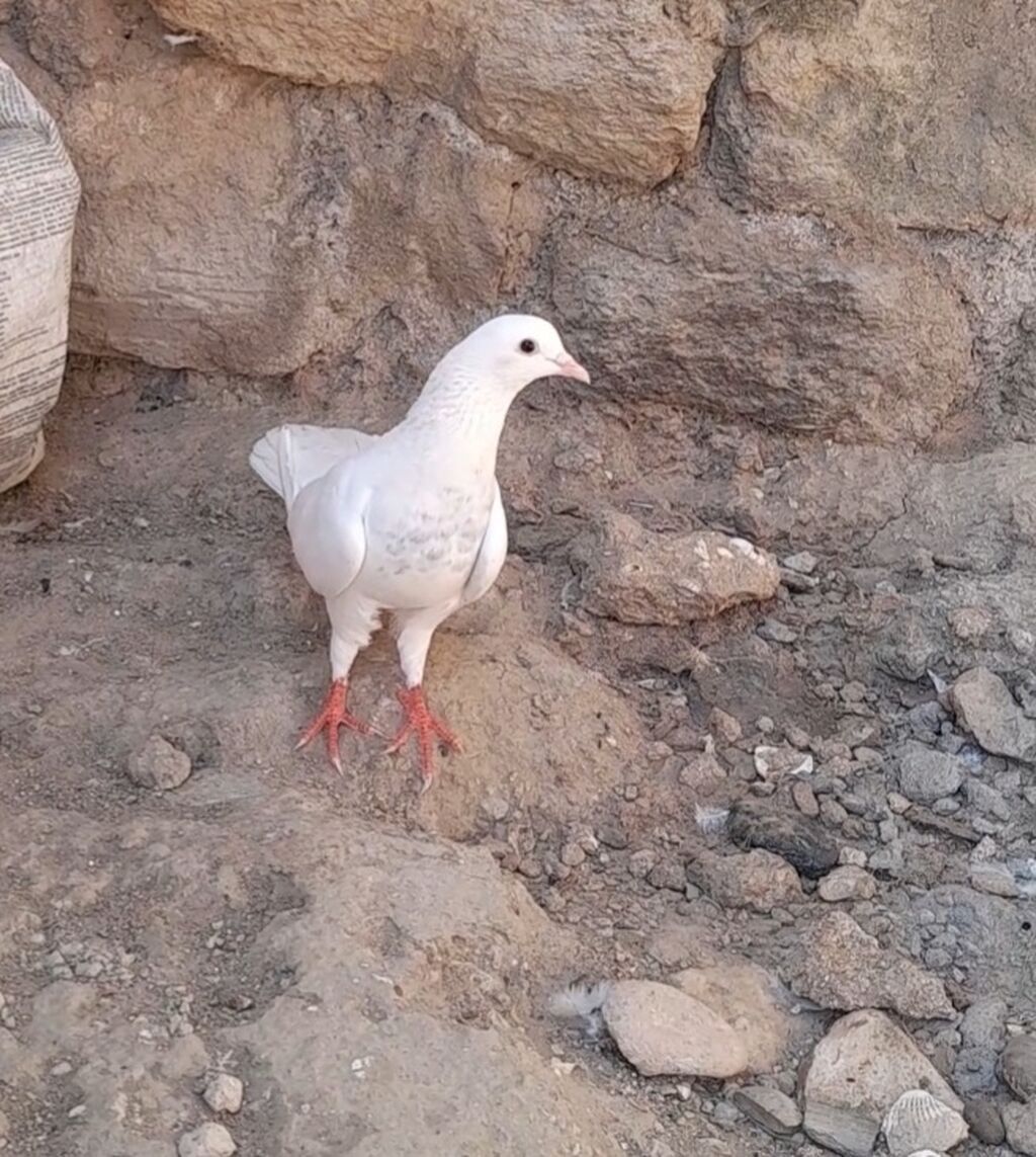 Dunen tutulub erkey qiymet sondu — Quşlar, Bakı (6)