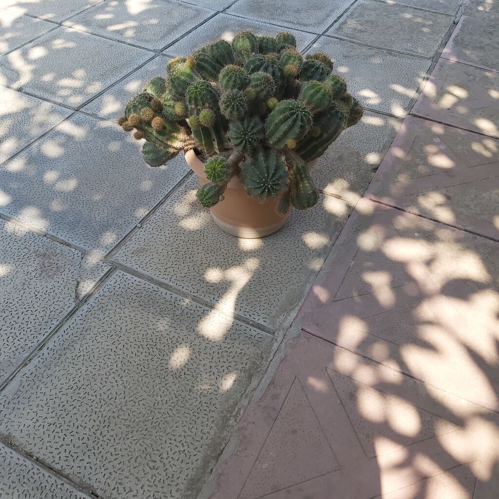 Çoxgövdəli saksı kaktusu – Echinopsis (ağ çiçəkli növlərdən) - Bitki — Mallar, Bakı (2)