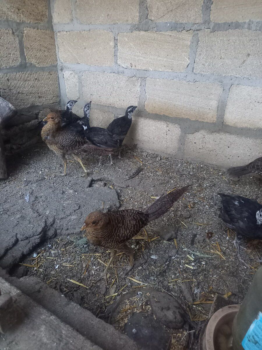 Qızıl limon zümrüd qırqovul balaları — Quşlar, Gəncə (4)