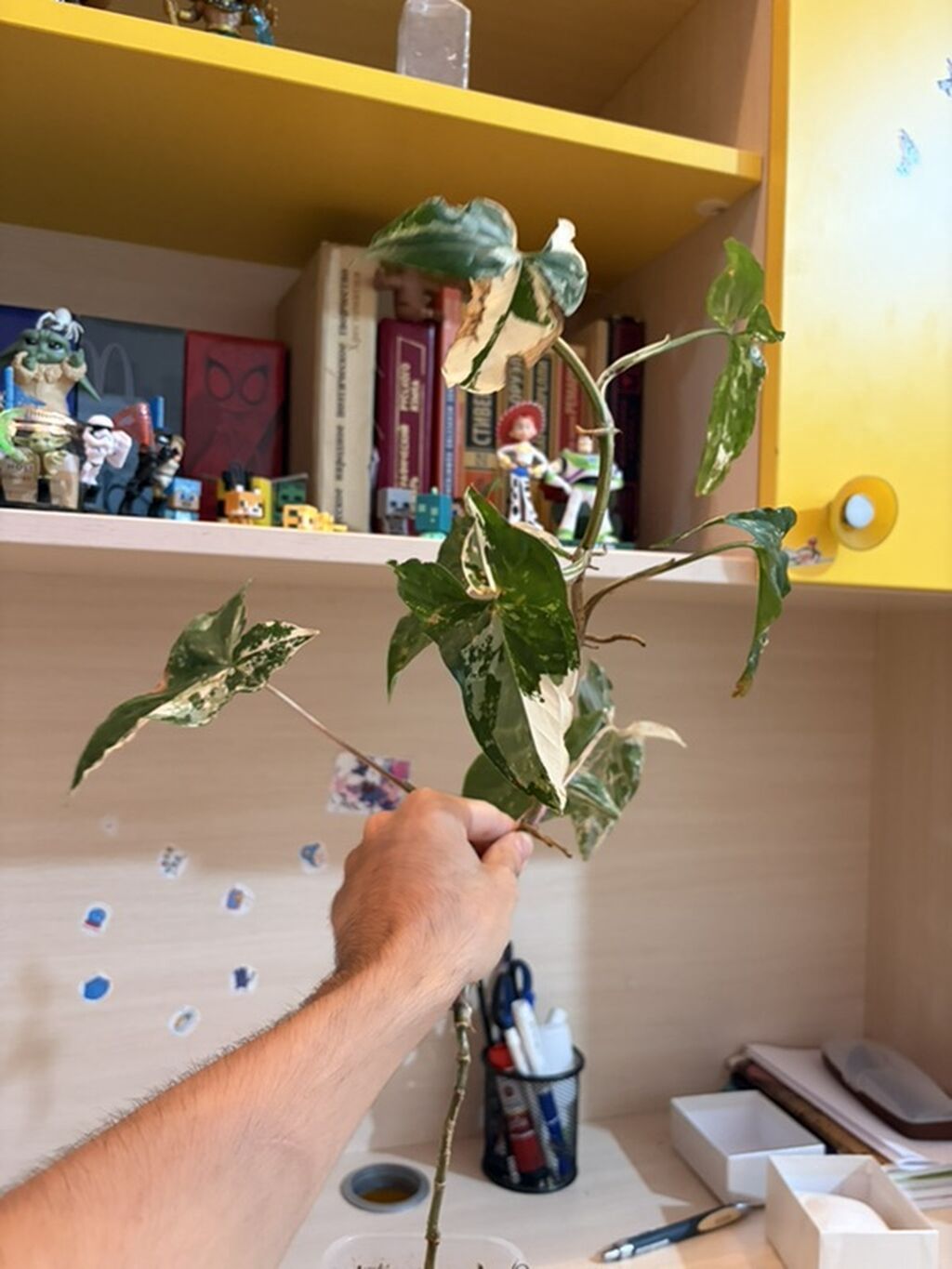 Syngonium podophyllum “Albo Variegata” – variegasiyalı otaq bitkisi - — Mallar, Bakı (4)