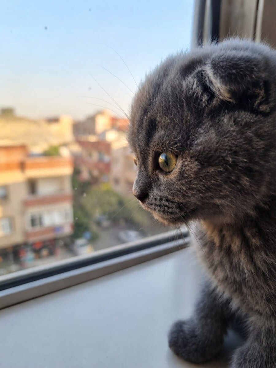 Şotland pişiyi — Pişiklər, Bakı