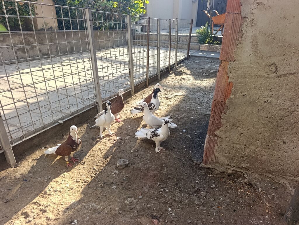 Məhsul: Göyərçinlər – fərqli rəng və naxışlarda dekorativ/oyunçu — Quşlar, Masazır (8)