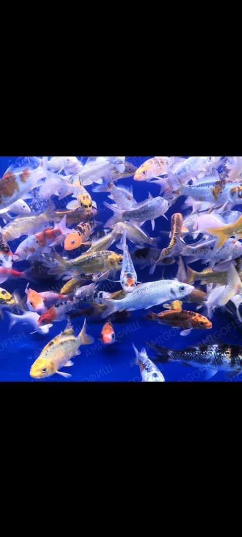 Koi balıqları