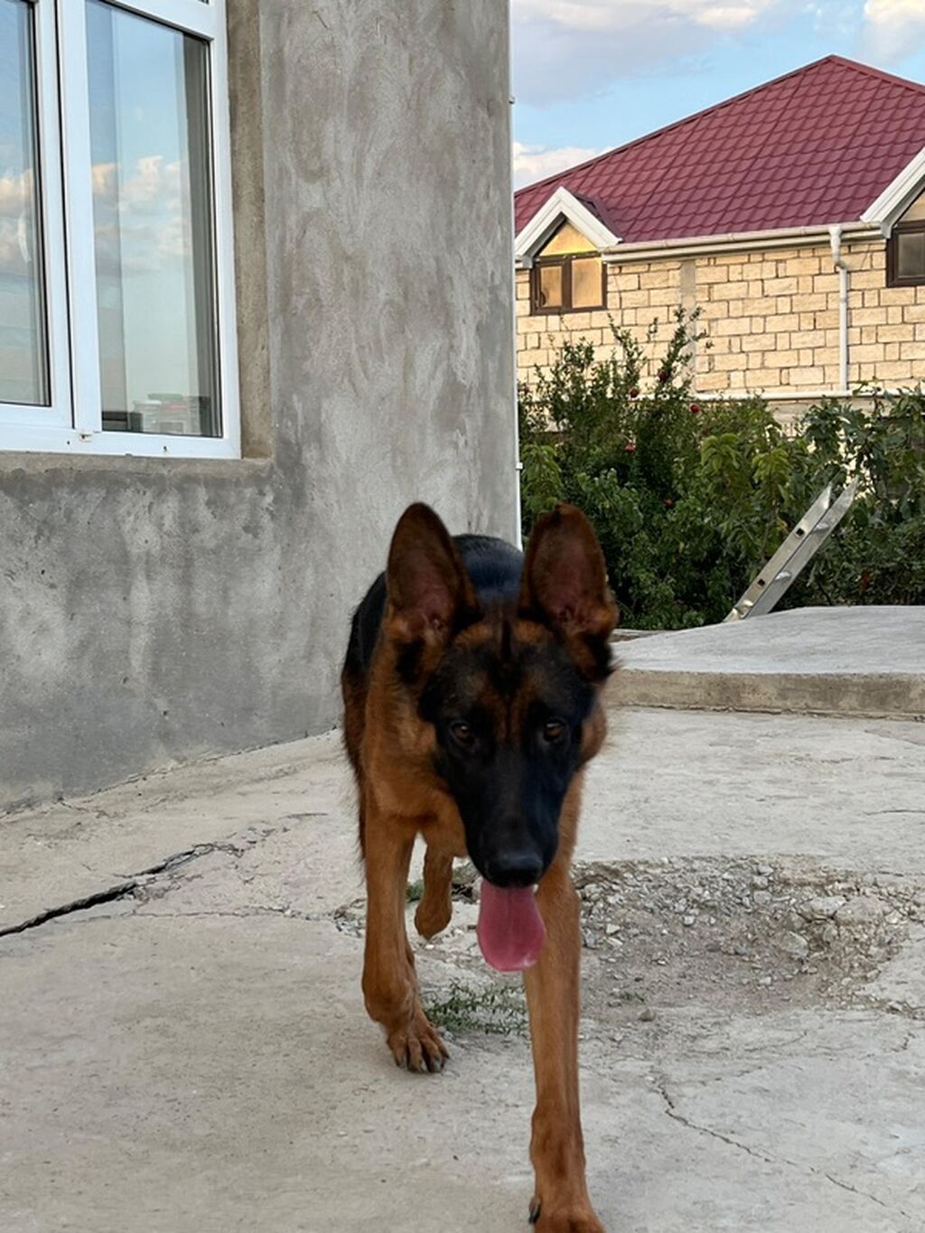 Alman çoban iti, Erkək — Heyvanlar, Ceyranbatan (3)