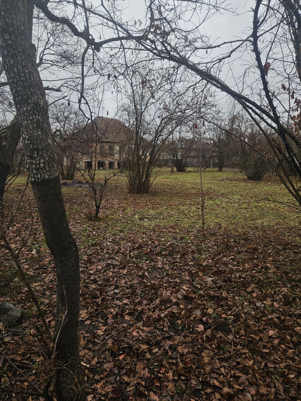 Kupça (Çıxarış)