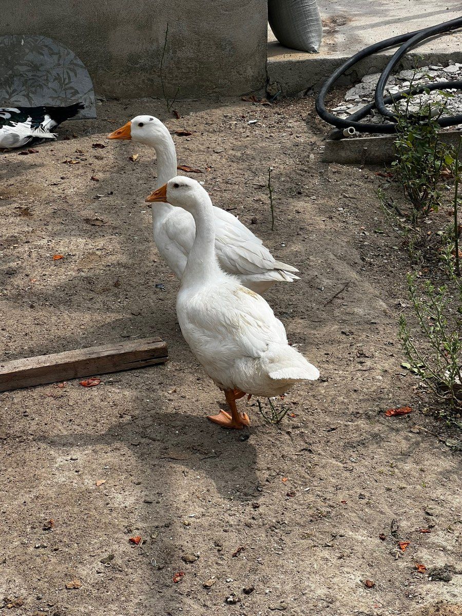 Qaz — Quşlar, Bakı (2)