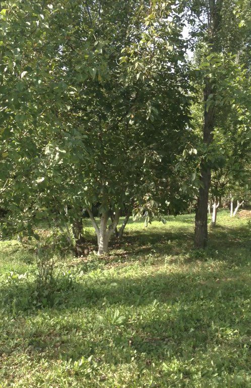 Satılır torpaq 46 sot — Torpaq, Şamaxı (4)