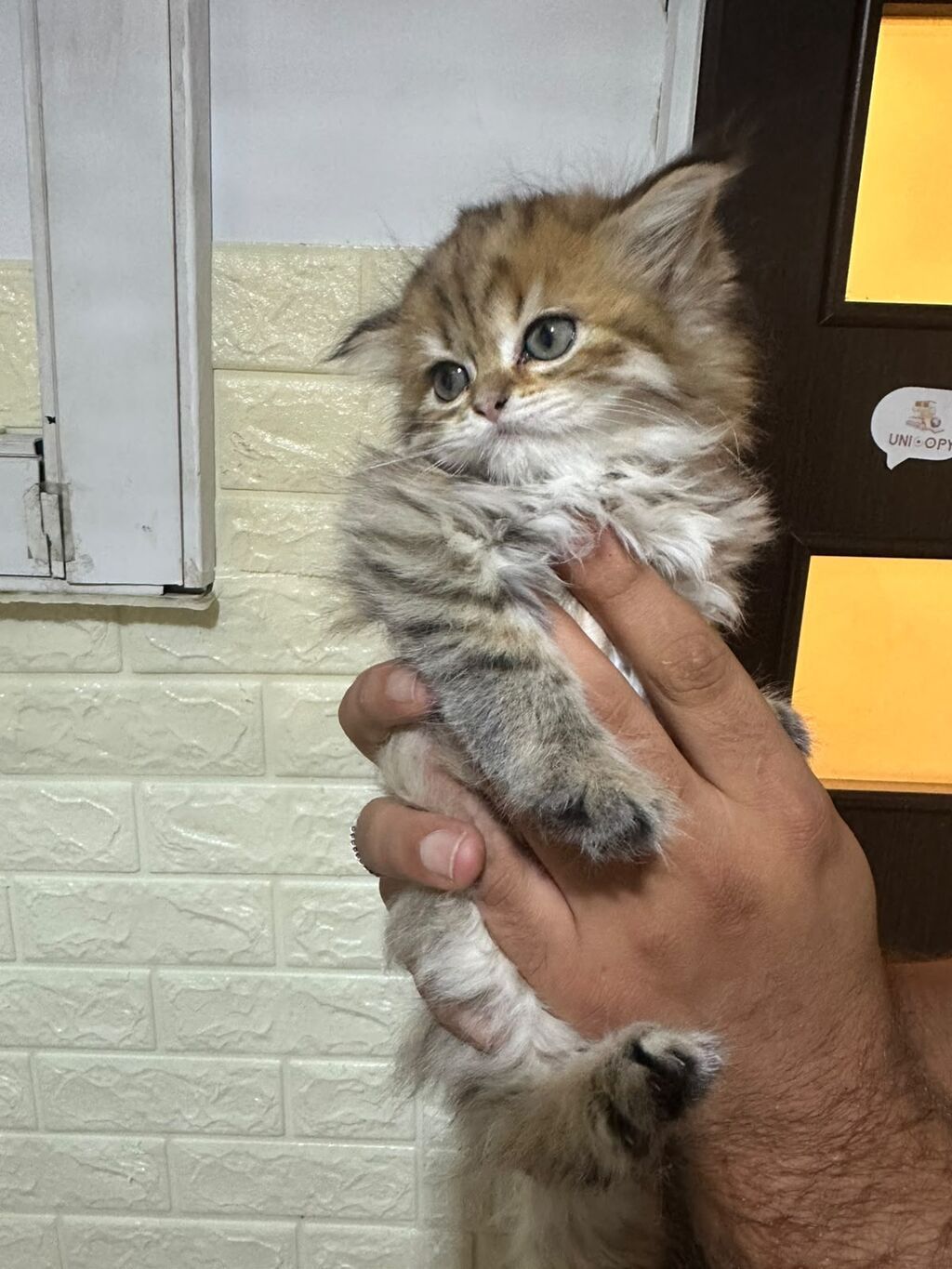 Tabbi