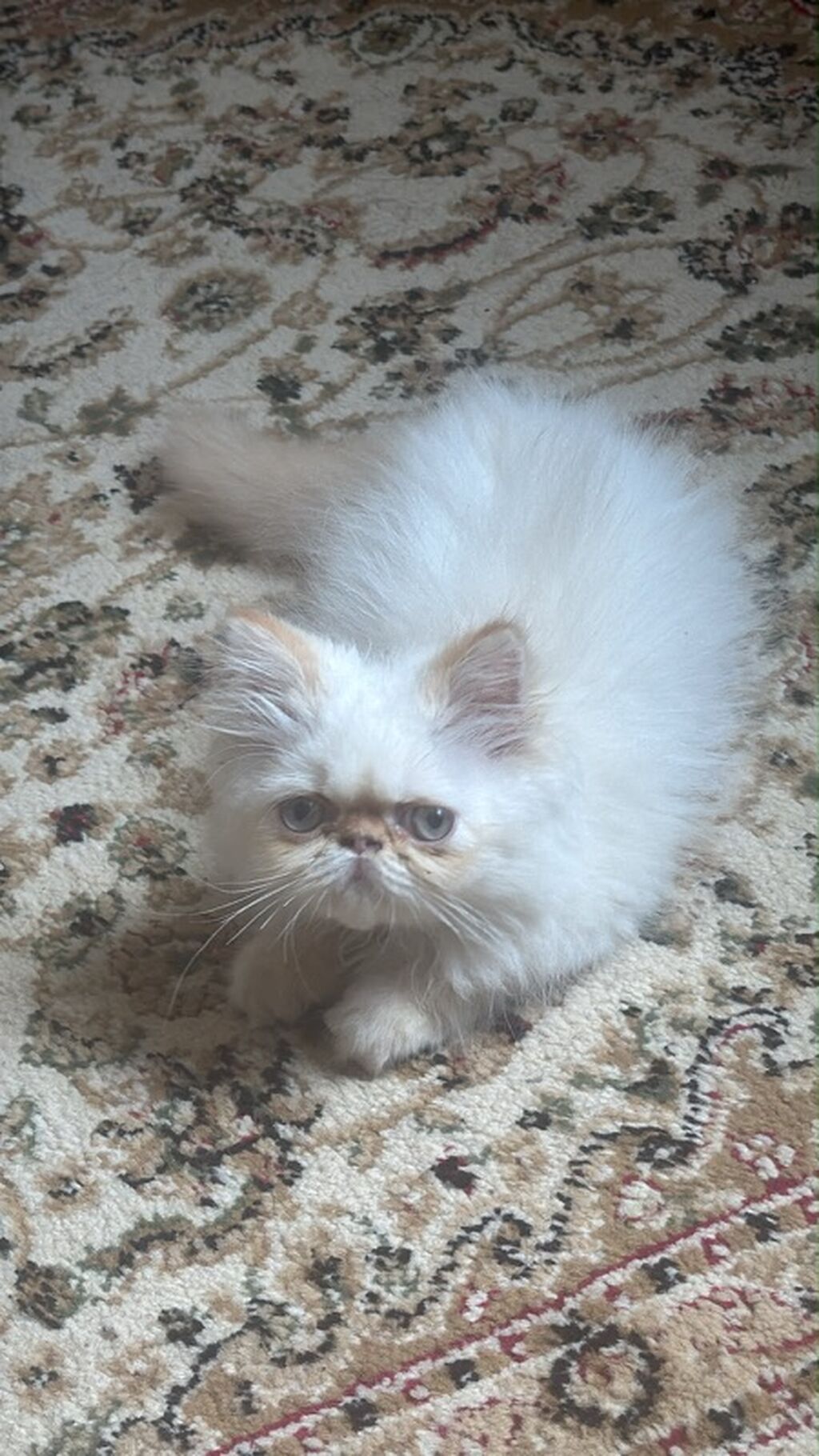 Fars — Pişiklər, Xaçmaz