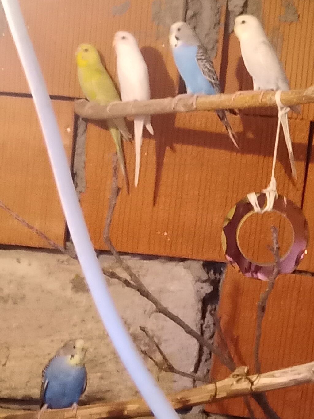 Barter var nerazlucikle yada karela 13 qusdu 13×13=170 bele tek tekde — Quşlar, Masazır (2)