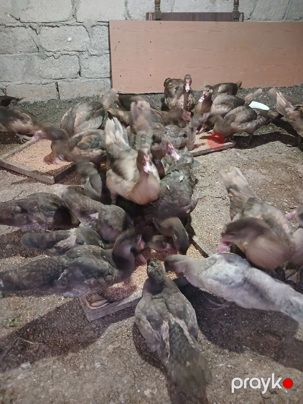 Erkək, | Lal ördək, Damazlıq, Ünvandan götürmə — Heyvanlar, Digah (8)