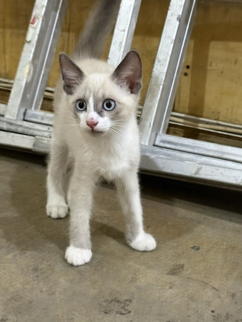 🐾 Siam balaları satılır 🐾 Şəkildə gördüyünüz bala erkəkdir Hazırda 2 — Pişiklər, Digah