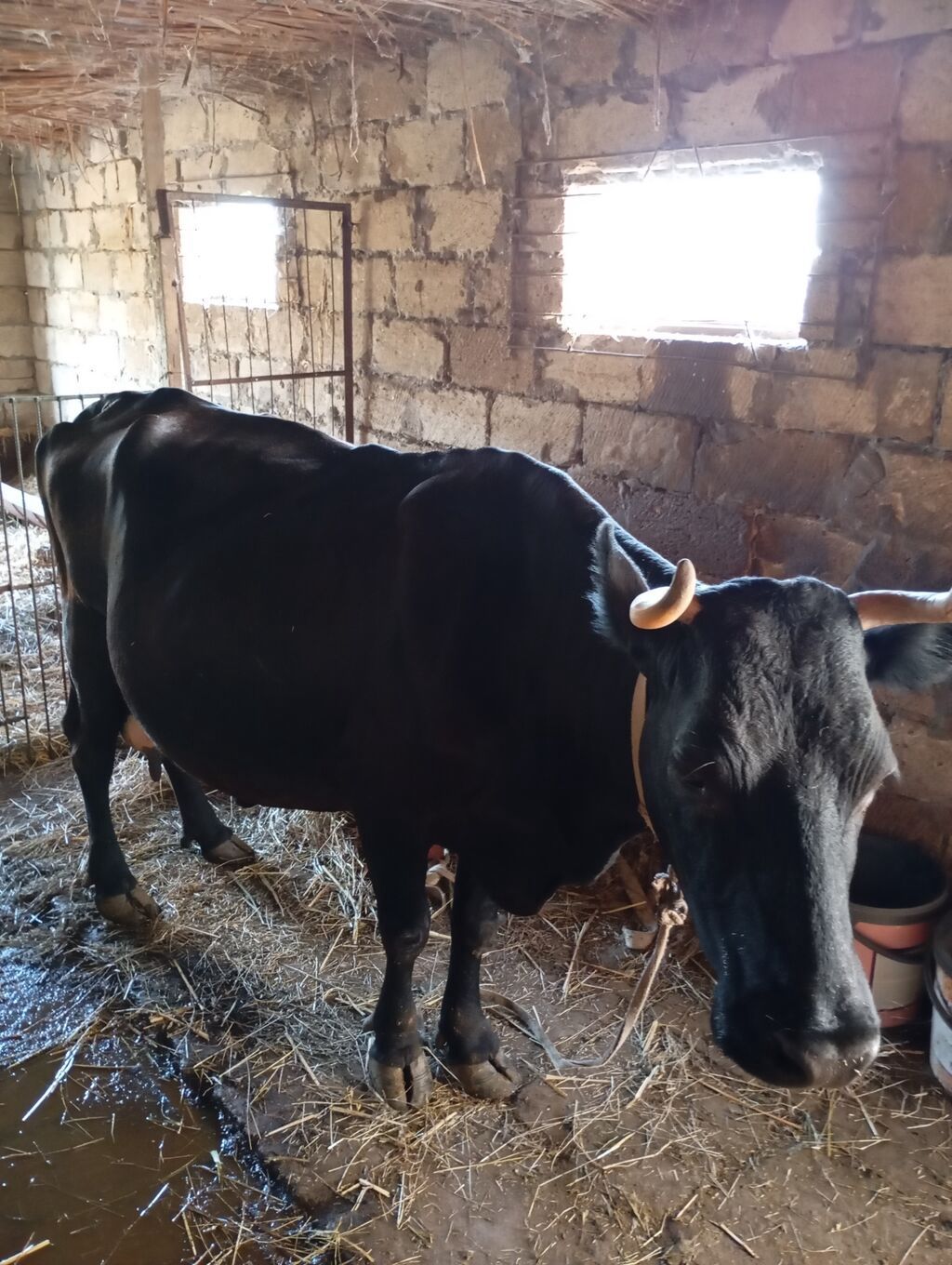Qara rəngli süd inəyi 15-16 litr süd verir.yem yemir yesə daha çox süd — Heyvanlar, Salyan (7)