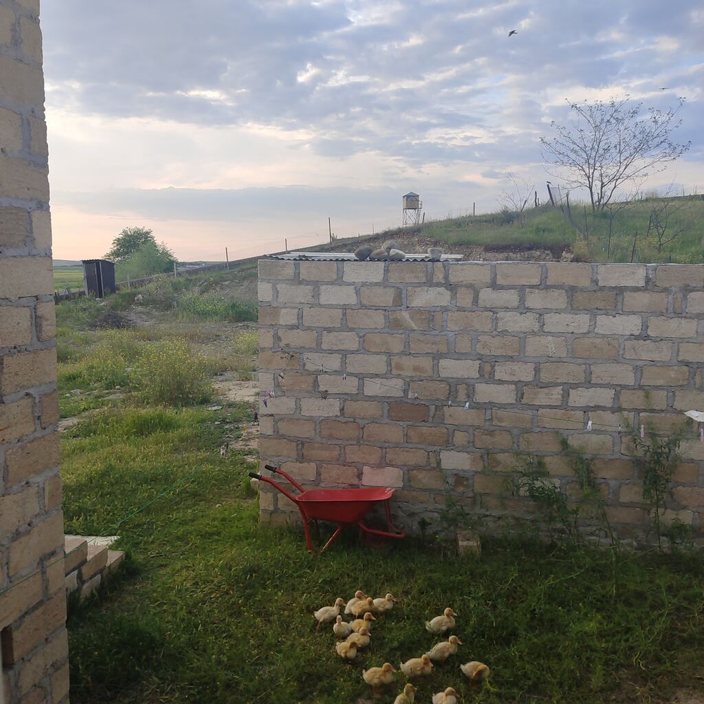 2 otaqlı, 8 kv. m, Kredit yoxdur, Təmirsiz — Daşınmaz əmlak, Gəncə (6)