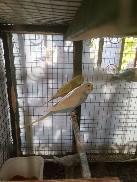 Dalğıc (budgerigar) papağanları — müxtəlif rəng mutasiyaları