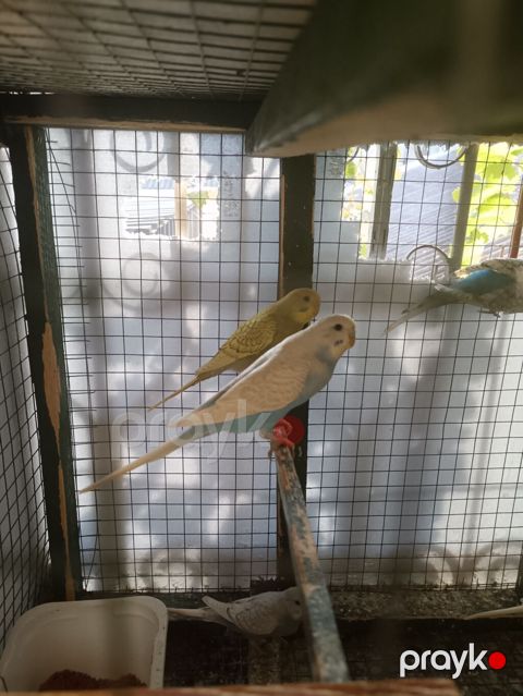 Dalğıc (budgerigar) papağanları — müxtəlif rəng mutasiyaları — Bakı