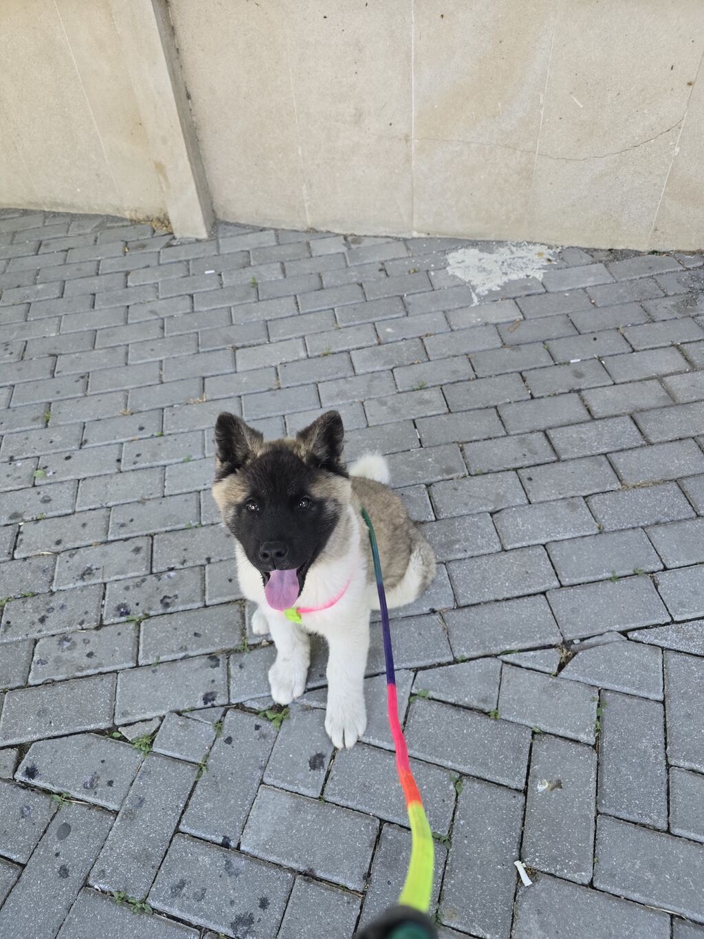 Amerikan Akita balası - Cins: Amerikan Akita (təmiz cins görkəm) - — Heyvanlar, Quba (2)