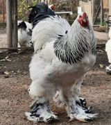 Brama layit xoruz fərə satilir — Chickens and roosters